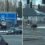 Moose appears to read a sign before using a crosswalk to cross street
