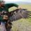 Lead kills 1st Yellowstone golden eagle fitted with tracker