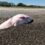 Sperm whale found dead washed up on beach with stomach full of plastic bags