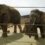 ABC News follows Denver Zoo’s 2 newest rare Asian elephants
