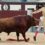 Bullfighter gored in the BUM after spearing beast during match