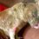 Pet dog dies following evil acid attack leaving vet in tears – ‘low life thug’
