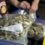 Denver becomes first U.S. city to decriminalize psychoactive ingredient in ‘magic mushrooms’