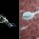 Sperm bank in space could help humans colonise other planets