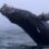 Humpback whale in Monterey Bay breaches water more than 30 times