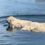 Adorable shaggy pooch enjoys paddling in a river to keep cool