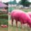 Activists accuse Latitude festival of ‘cruelty’ for dyeing sheep PINK