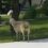 Baaaaaad sheep seen running through Winnipeg traffic makes it home, says city