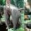 Elephant is rescued from the bottom of a 20ft well after sobs for help