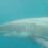 Terrifying great white shark terrorises Brit as horror underwater video captures beast