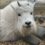Lightning strike kills Gustav, beloved goat at Kamloops wildlife park