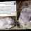 Campaign to ban fireworks after puppy and rabbit die of fright