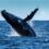 Could Crypto Whales and Their Very Small Fees Have Led to BTC's Recent Fall? | Live Bitcoin News
