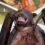 Bats may be source of coronavirus outbreak in China, new research suggests