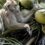 Grumpy monkey given job as farmer picking over 1,000 coconuts in a day