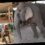 Elephants chained up and left to starve in Thailand after COVID-19