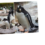 Coronavirus: Thousands of self-isolating Brits crash Edinburgh Zoo’s website by watching mating penguins online – The Sun