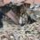 Croatia Quake Injures 17 Amid Partial Coronavirus Lockdown