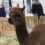 Alpacas land in Montreal, causing a furry frenzy