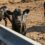 ‘Unhinged’ Cattle Ranchers Look for Answers in U.S. Price Probe