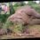 Poachers &apos;massacre&apos; six elephants at Ethiopian national park
