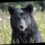 Bear follows two men home in Alaska, destroys family’s house