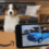 Amazon’s AR App Turns Boxes Into Shareable AR Experiences