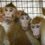 Monkey genes ‘edited’ by scientists to create HIV-resistant super-macaques