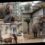 Elephant saved from abuse lives life of 5-star luxury at safari park