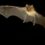 New coronavirus discovered in bats with antibodies that may neutralise Covid-19