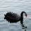 Black Swan Author Is "Getting Rid Of" His Bitcoin, Here's Why