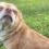 ‘Demonic Chihuahua hellscape’: Meet Prancer, the puppy everyone wants after a brutally honest Facebook post