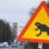 Estonian capital closes road so breeding frogs and toads can cross