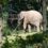 Case asking courts to free elephant ‘imprisoned’ in Bronx zoo heads to New York’s highest court