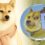 Dogecoin price breaks record-high AGAIN as Gemini and eToro adopt DOGE meme coin