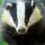 Plucky badger&apos;s digging sparks security scare at MoD ammo compound