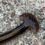 ‘We have to get rid of it,’ Missouri mom says after kids find invasive hammerhead worm