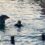 Swimmers urged to stay away from ‘sexually aggressive’ lone dolphin