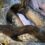Two 10ft pythons found on UK country lane as RSPCA warns ‘there could be more’