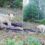 Elusive WHITE black bear seen frolicking on Michigan trail camera