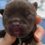 Newborn puppies found dumped in woods with umbilical cords still attached