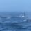 Bizarre moment humpback whales ‘harass’ pod of 15 orcas in rare ‘battle’