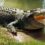 Hero stabs crocodile that clamped its jaws on pal’s head in horror attack