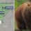 Three grizzlies infected with contagious BIRD FLU are euthanized
