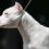Are Dogo Argentino dogs illegal in the UK? | The Sun