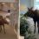 Hungry Alaskan moose strolls into hospital lobby
