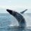Whale Alert: 1,750 Bitcoin (BTC) Moved To Exchange, Massive Plunge Incoming?