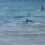 Brit families flee water as shark stalks beach at Spain holiday hotspot days after horror Egypt attack | The Sun