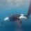 Killer whales surround and attack Dutch yacht during ‘scary’ race incident