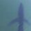 SECOND shark spotted on Spanish coastline